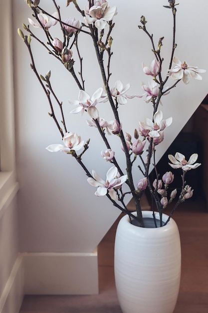 Beautiful pink magnolia flower tree branch blooming close up against white background Spring home decor Botany wallpaper