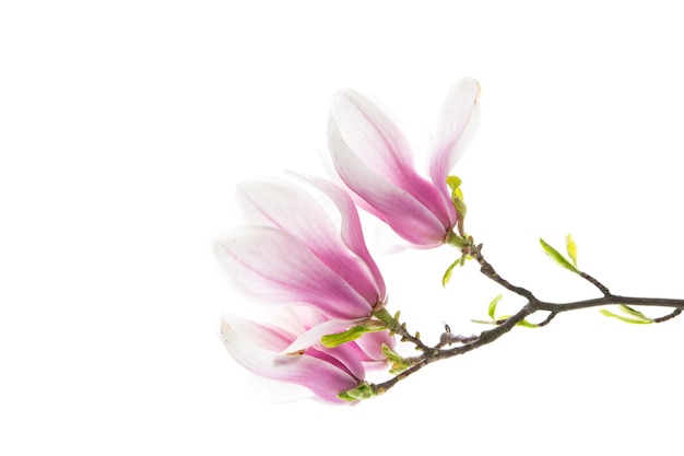 Foto bel fiore di magnolia rosa su sfondo bianco