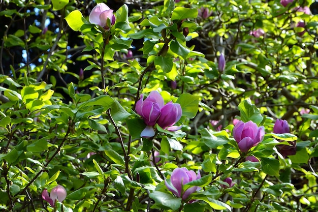 Beautiful pink magnolia flowers in the garden