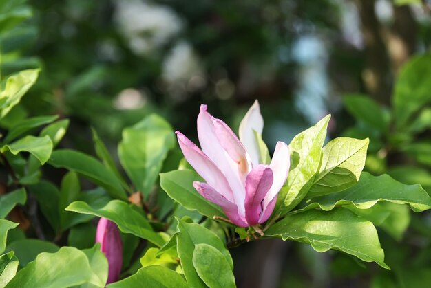 春の公園で美しいピンクのマグノリア植物の花。