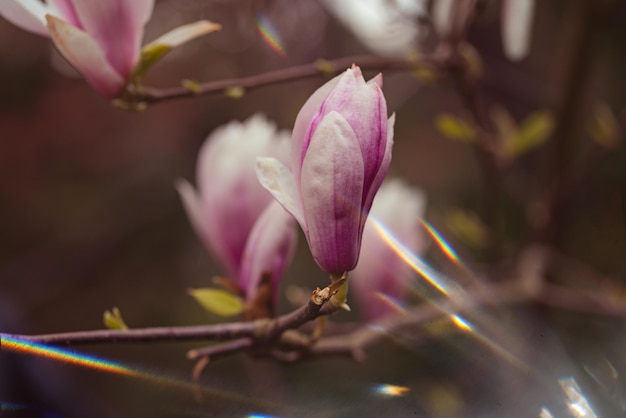 Beautiful pink Magnolia soulangeana flowers on a tree In the spring garden