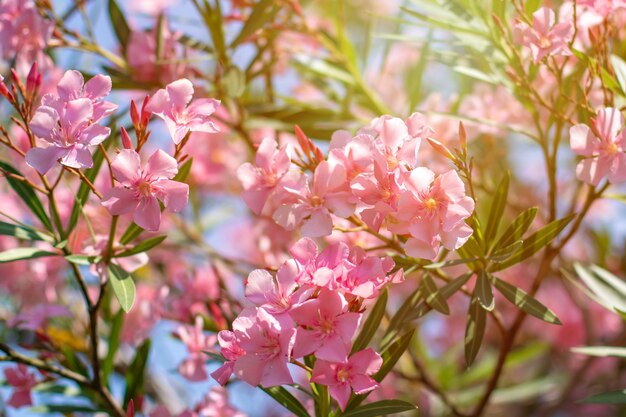 Beautiful pink nerium oleander flowers on bright summer day. Flora.