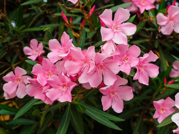 Beautiful pink oleander flowers on a branch closeup