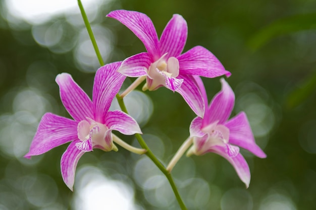 Beautiful pink orchid on blur background