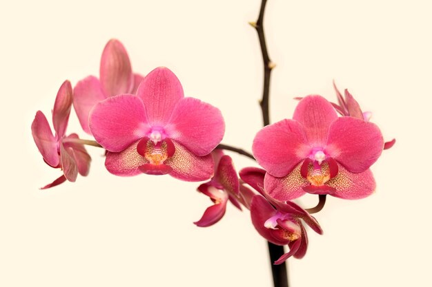 Beautiful pink orchid branch with flowers over beige background front view