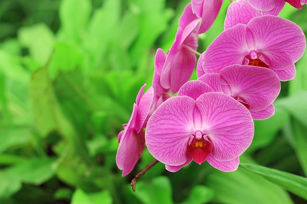 Beautiful pink orchid flower blooming in the garden.