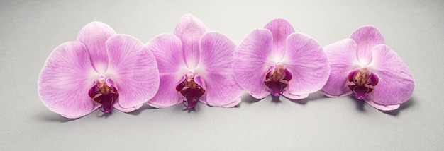 Beautiful pink orchid flower in a row