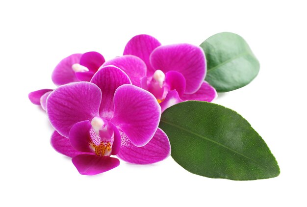 Beautiful pink orchid flowers with green leaves on white background