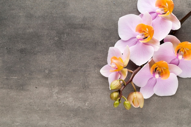 Beautiful pink orchid on a gray background.