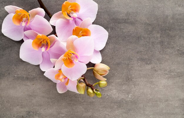 Beautiful pink orchid on a gray background.