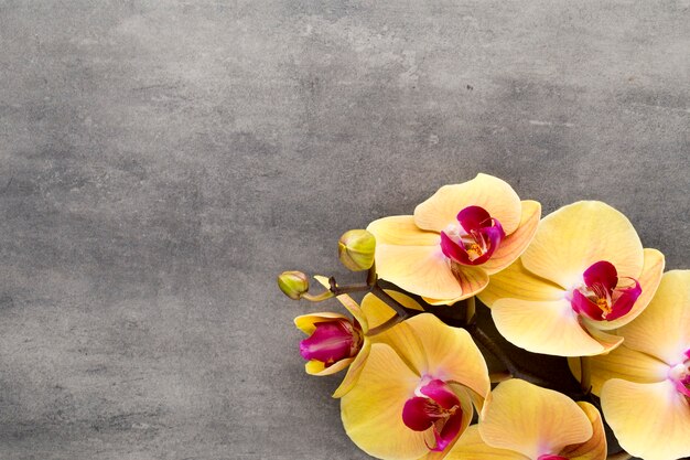 Beautiful pink orchid on a gray background.