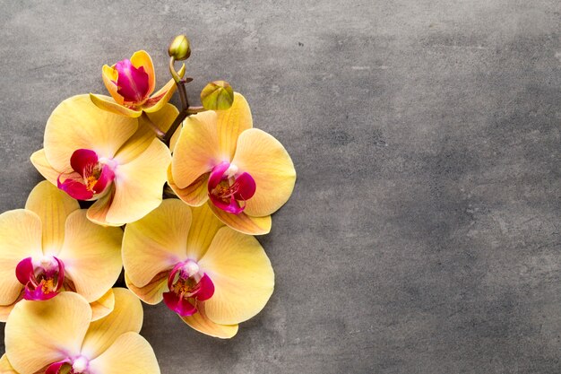 Beautiful pink orchid on a gray background.