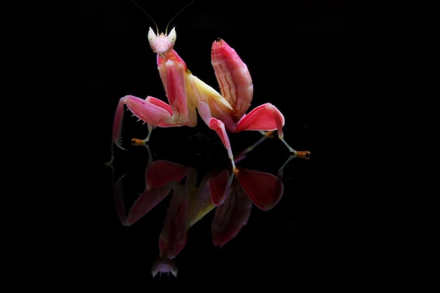 Beautiful pink orchid mantis macro photography