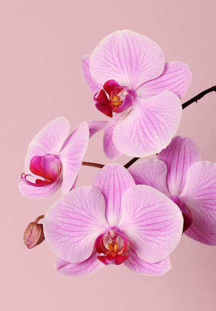 Beautiful pink orchid on pink background