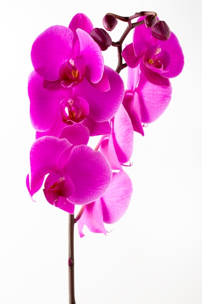 Beautiful pink orchid on the white background.