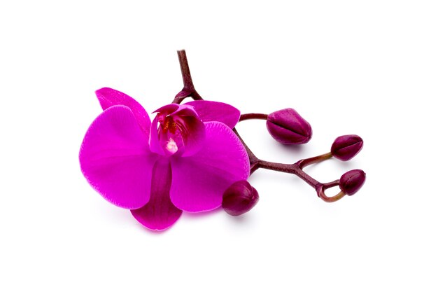 Beautiful pink orchid on the white background.