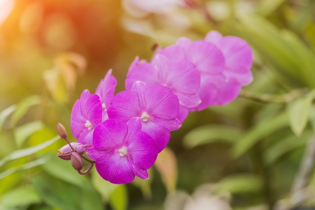 Красивая розовая орхидея с размытым фоном
