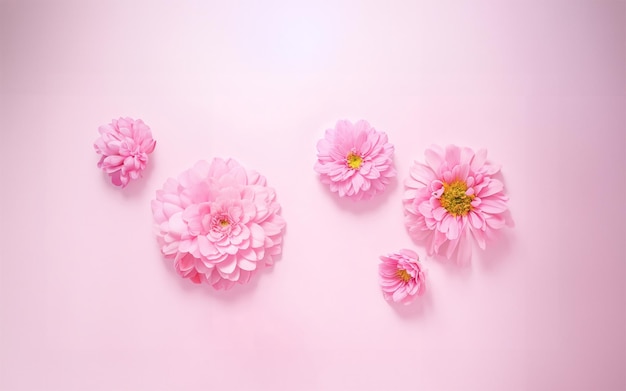 Beautiful pink pastel flower background with copy space