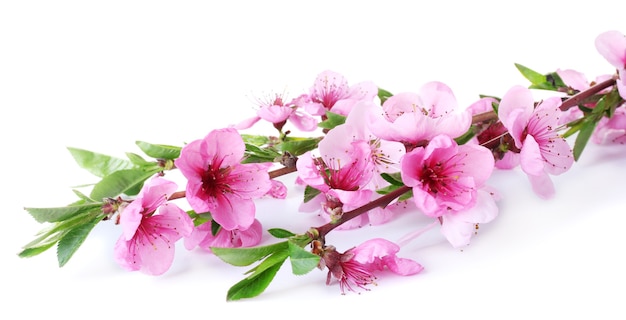 Beautiful pink peach blossom isolated on white