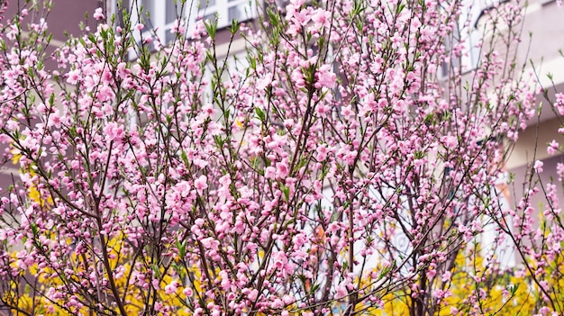 Beautiful pink peach tree blossom