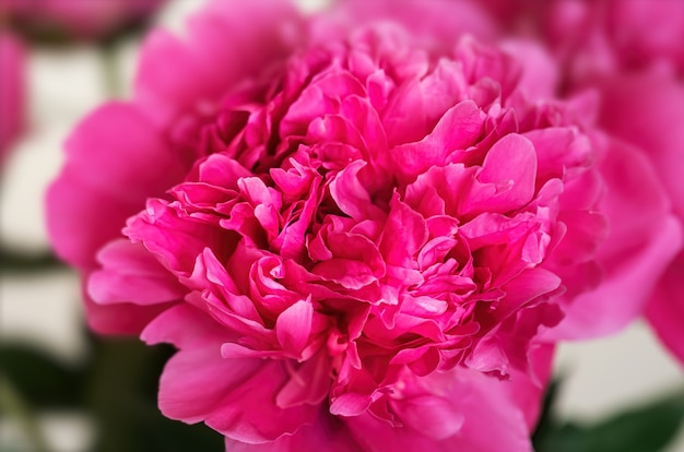 美しいピンクの牡丹の花