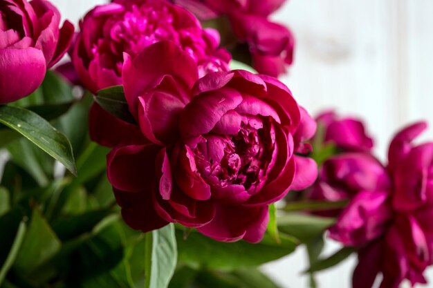 Beautiful pink peonies close up