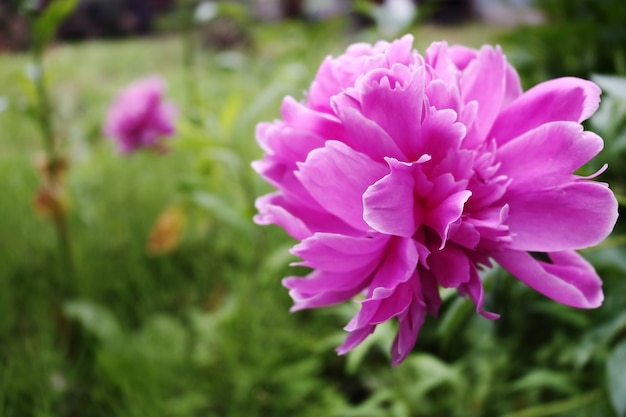 Beautiful pink peonies in field or garden