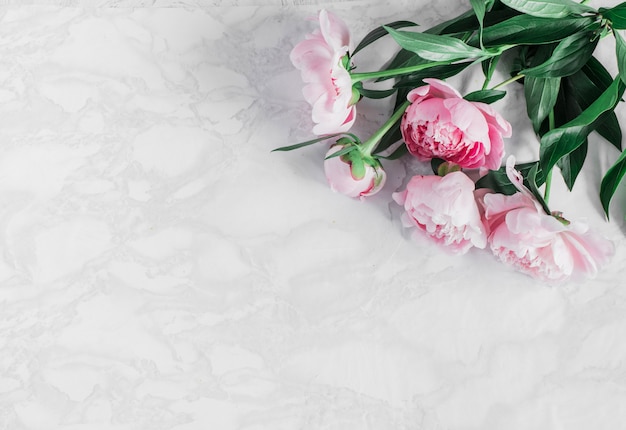 Beautiful pink peonies on a marble background