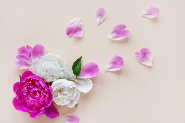 Beautiful pink peonies and petals on a light background, top view