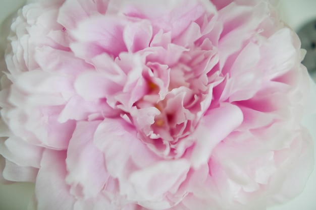 Beautiful pink peony close up