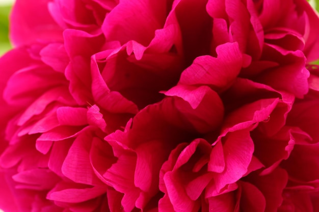 Beautiful pink peony close up