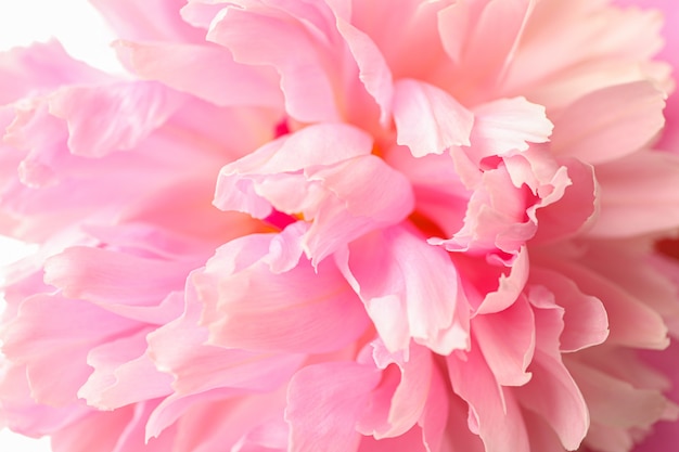 Beautiful pink peony flower as background