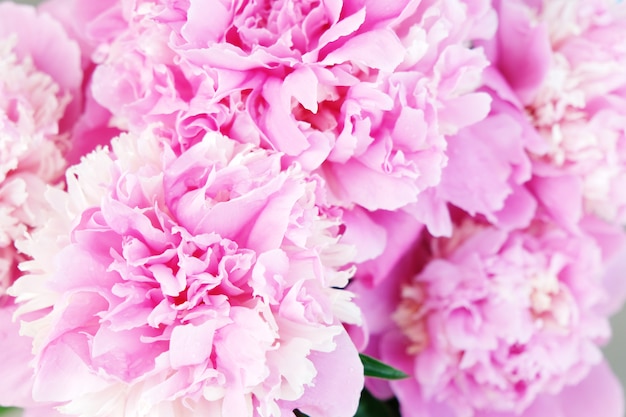 Beautiful pink peony flower background. Close up