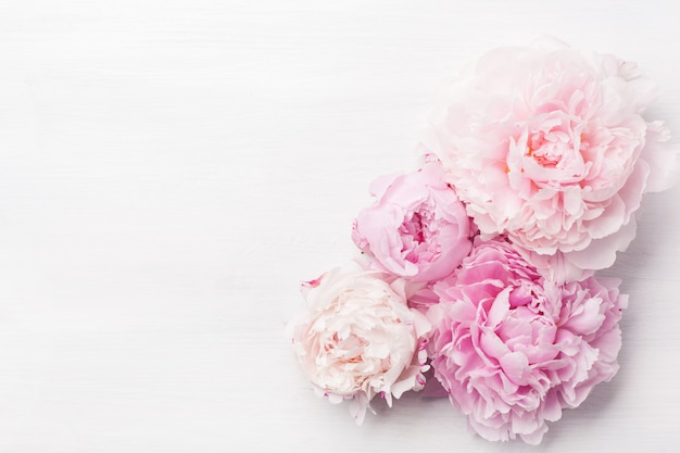 Beautiful pink peony flower background