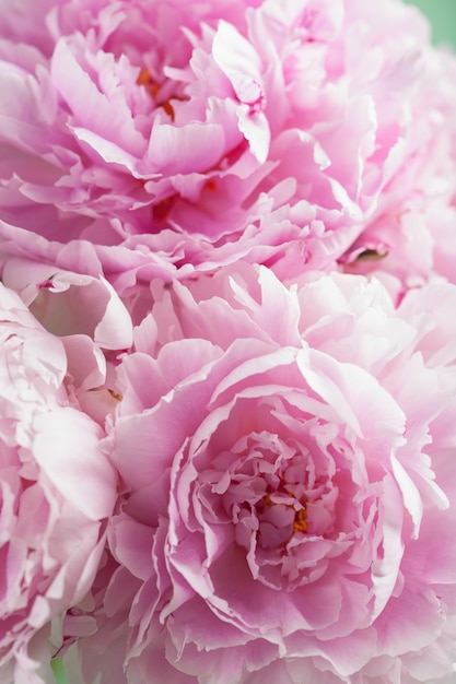 Beautiful pink peony flower background