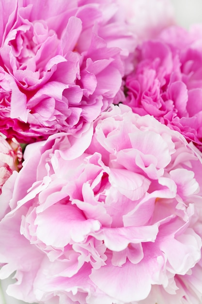 Beautiful pink peony flower close up