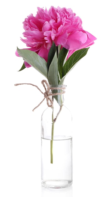 Beautiful pink peony flower in glass vase, isolated on white