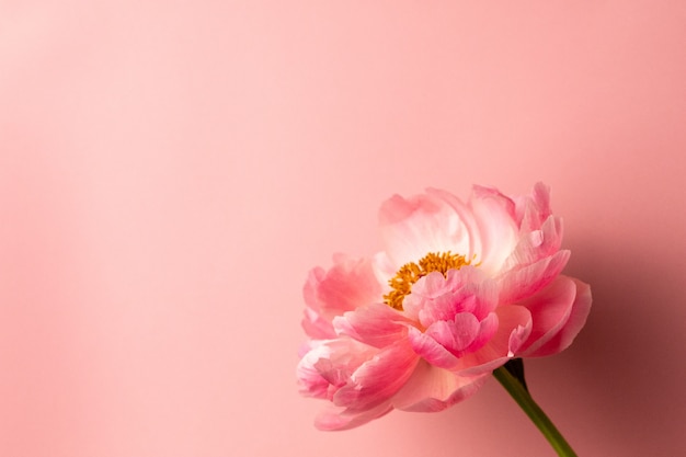 Beautiful pink peony flower on pastel pink surface with copy space 