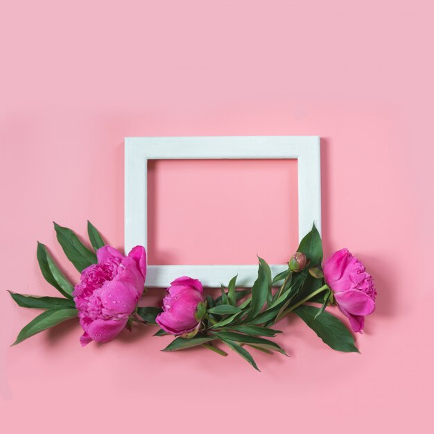 Beautiful pink peony flower and white frame for text on punchy pastel pink. Copy space. Top view. Flat lay.