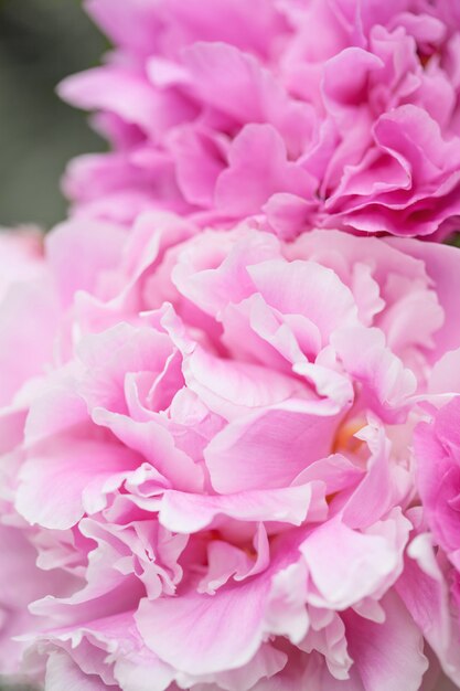 Beautiful pink peony flowers background