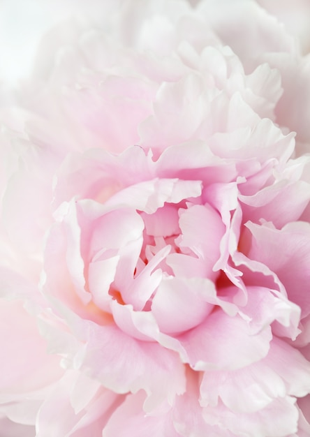 Foto bello fondo rosa dei fiori della peonia