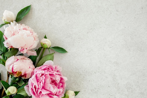 Beautiful pink peony flowers on gray stone table with copy space for your text Flat style top view