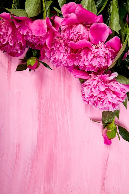 Beautiful pink peony flowers