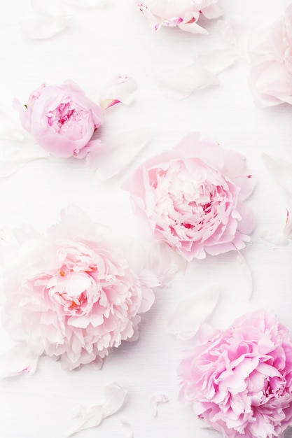 Photo beautiful pink peony flowers