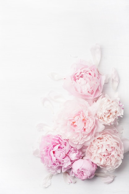 Beautiful pink peony flowers