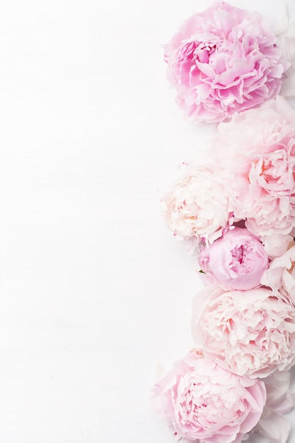 Beautiful pink peony flowers