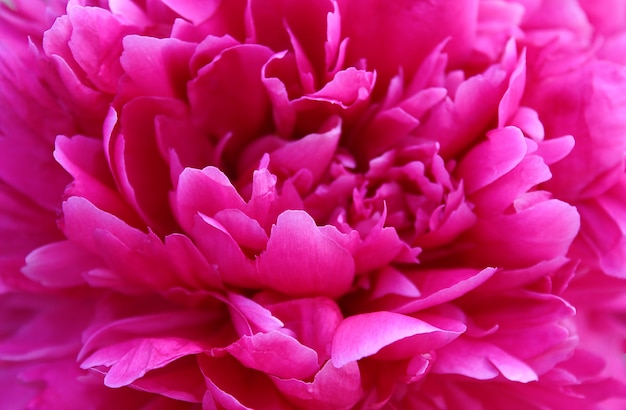 Beautiful Pink peony flowers