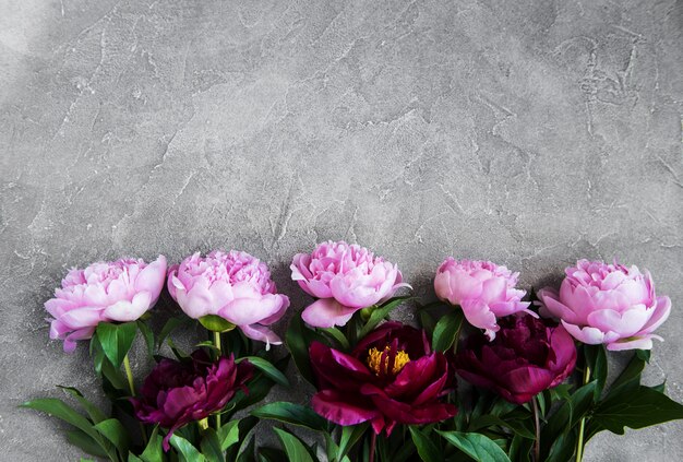 Beautiful pink  peony flowers