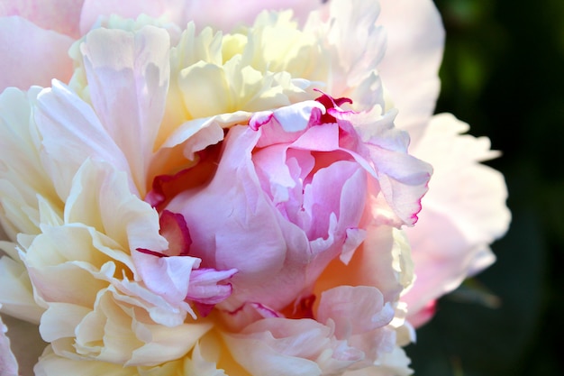 Foto bei fiori rosa del giardino della peonia