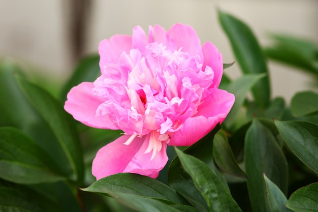 Beautiful pink peony in the garden